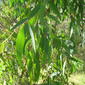 Narrow-leaved peppermint leaf