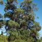 Eucalipto // Blue Gum (Eucalyptus globulus)