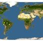 Discover Life: Point Map of Myrcia pentagona